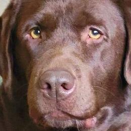 Hermione - Labrador Retriever