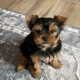 Winston - Black and gold male Yorkshire Terrier puppy in Sumner, Iowa from Byerly's Beautiful Yorkies