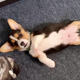 Bentley (Green collar) - Black and tan male American Corgi puppy in Omaha, Arkansas from DnD Corgis