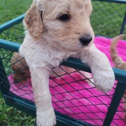 Goldendoodle Puppies from 3 Willows Goldendoodles