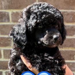 Dax - Black male Poodle puppy in Bedford, Texas from S.H.A.R.P.’s Toy Poodles