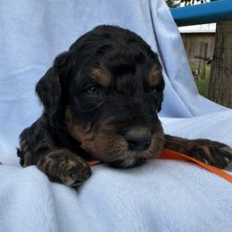 Orange  collar - Phantom male Bernedoodle puppy in Cody, Wyoming from Yellowstone Breeders