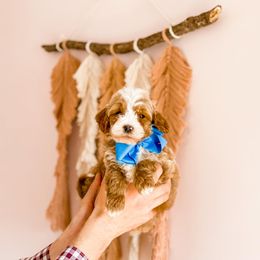 Cavapoo and Goldendoodle Puppies from Lake Cumberland Doodle Farm