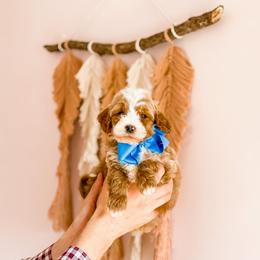 Cavapoo and Goldendoodle Puppies from Lake Cumberland Doodle Farm