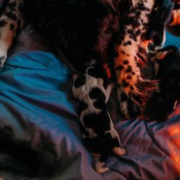 Newfoundland Puppies from Kinson Ridge Giants