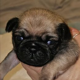 Ginger-Red Collar - Fawn female Pug puppy in New Braunfels, Texas from Kex Pug Haus