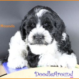 Mounds - Black male Australian Labradoodle puppy in Billings, Montana from Doodle Around