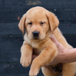 Huckleberry Pie - Yellow male Labrador Retriever puppy in Morriston, Florida from Penny Lane Labradors
