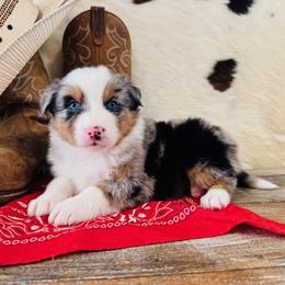 BREYA - Blue merle female Australian Shepherd puppy in Durand, Wisconsin from Larson’s Legacy Aussome Aussie Kennels
