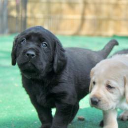 Doberman Pinscher and Labrador Retriever Puppies from GFDutton Retrievers & Dalla Grazia Dobermans