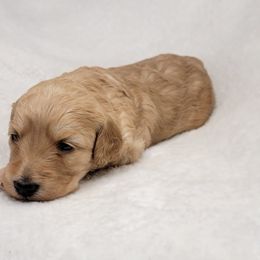 Goldendoodle Puppies from Lake Village Doodles