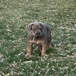 Prancer - Gray and fawn female Cane Corso puppy in Utah from 3Lake Kennelz