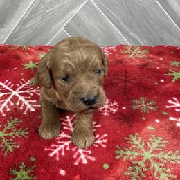 Girl 2 - female Goldendoodle puppy in Millersburg, Ohio from Ohio Puppy Paws