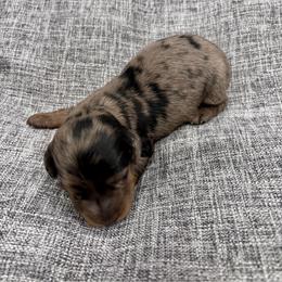 Girl 1 - Dapple female Dachshund puppy in Chicago, Illinois from RGZ Doxies
