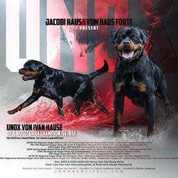 Rottweiler puppies from White Haus Rottweilers