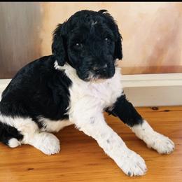 Elliott - Parti male Poodle puppy in Greenwich, New York from MizzElle’s Standard Poodles