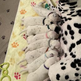 Show potential  Boy 1 - White and black male Dalmatian puppy in Newfoundland, Pennsylvania from Poconopaws