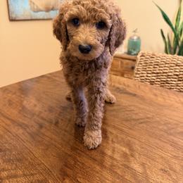 Poodle Puppies from Regal Crest Poodles