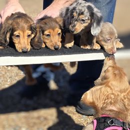 Dachshund Puppies from SchmooterBabies