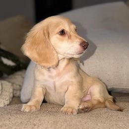 Thibodeaux - Dapple male Dachshund puppy in Baton Rouge, Louisiana from Bayou d’ Elara Dachshunds