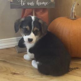 Pembroke Welsh Corgi Puppies from Whistling Wind Corgi’s