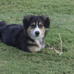Miniature Australian Shepherd Puppies from Integrity Aussies Tx