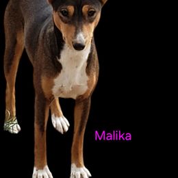 Malika - Basenji