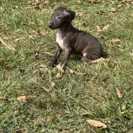 Lucky - Black male Italian Greyhound puppy in Wilkes Barre, Pennsylvania from Laraz Pupz