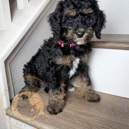 Dr. Orchid (pink collar) - Phantom female Goldendoodle puppy in Murrieta, California from Apricot Poodles & Goldendoodles, LLC