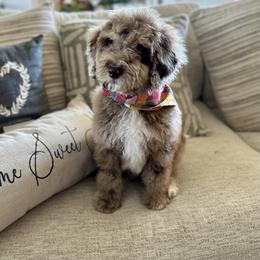 Aussiedoodle and Bernedoodle Puppies from Platinum Bernedoodles of Texas