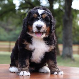 Bernedoodle Puppies from Bernedoodle Bliss