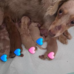 Boy 1 - Red male Dachshund puppy in Vacaville, California from SchmooterBabies