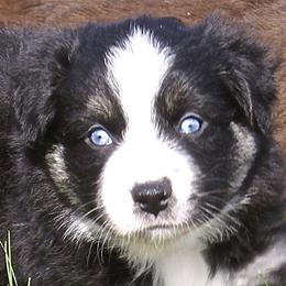 Miniature Australian Shepherd Puppies from Bear Pond Aussies