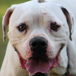 Zeppelin - American Bulldog