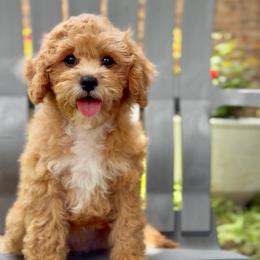 Clover - Apricot female Cavapoo puppy in Arlington, Texas from Van Haselen Poodles and Doodles
