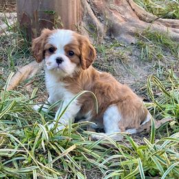 Girl 2 - female Cavalier King Charles Spaniel puppy in Diberville, Mississippi from Sophie’s AKC Cavaliers
