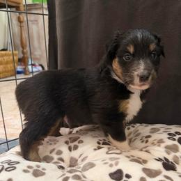 Ace - Black tri male Miniature Australian Shepherd puppy in Apache Junction, Arizona from Circle T Mini Aussies