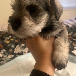 Boy 1 - Salt and pepper Miniature Schnauzer puppy in Rocklin, California from MiniSchnauzerWorld