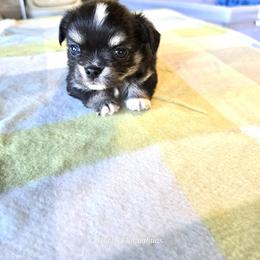 Chihuahua Puppies from Hart's Chihuahuas