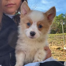Zeke - Red male Pembroke Welsh Corgi puppy in Hartford, Arkansas from Chase Em All Corgis