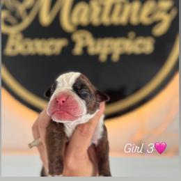 Girl 3 - Brindle female Boxer puppy in Orlando, Florida from Martinez AKC Boxers of Central Florida