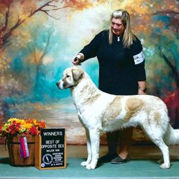 Anatolian Shepherd Dog All Grown Up from Lambkin Lane Farm