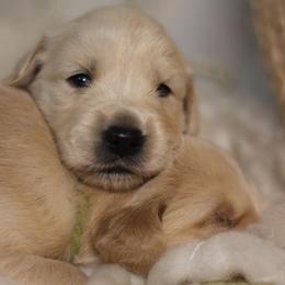 Golden Retriever Puppies from UnrivaledGoldens