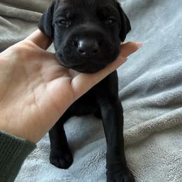 Doberman Pinscher Puppies from Haus of Hound