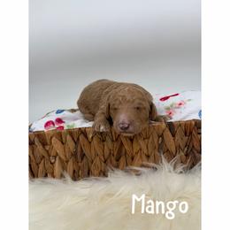 Mango - Red  male Goldendoodle puppy in Smithfield, Kentucky from KBK9 Kennels