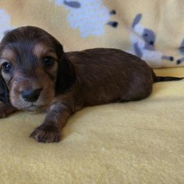 Purple Tilly - Red female Dachshund puppy in Klamath Falls, Oregon from Luvindoxys4u