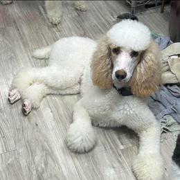 Lucy - Poodle