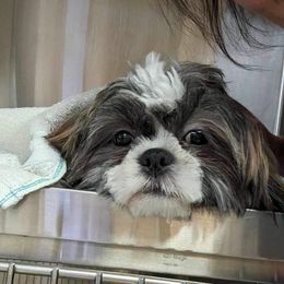 Shih Tzu Puppies from Molly B's ShihTzus