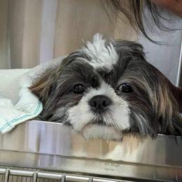 Shih Tzu Puppies from Molly B's ShihTzus