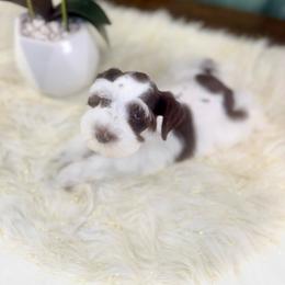 Will - Liver male Miniature Schnauzer puppy in Overton, Texas from Beards & Bows Schnauzer Farm